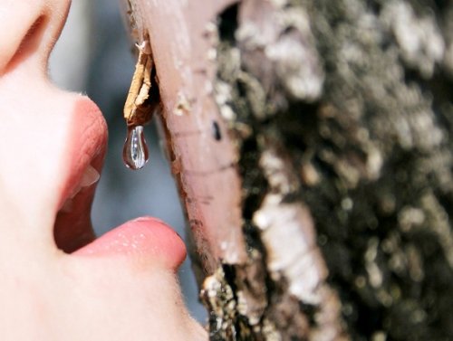 березовый сок