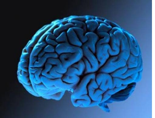 мозг человека